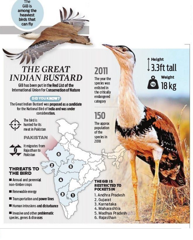 The Great Indian Bustard
